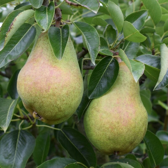 Kriaušė Bonkerta Wiliams