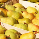 Kriaušė Bonkerta Wiliams-2