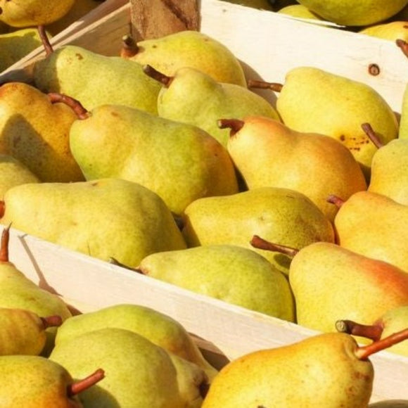 Kriaušė Bonkerta Wiliams